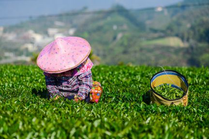 Trà olong hay chúng còn cái tên gọi khác là Ô Long hay là Oolong, (Hán văn giản thể: 乌龙; Hán văn phồn thể: 烏龍 pinyin: wūlóng) là một trà truyền thống Trung Quốc (Camellia sinensis) sản xuất thông qua một quá trình độc đáo như phơi lá chè cho héo dưới ánh mặt trời và quá trình oxy hóa mạnh mẽ trước khi sấy.